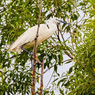 bir dal üzerinde tünemiş ak balıkçıl
