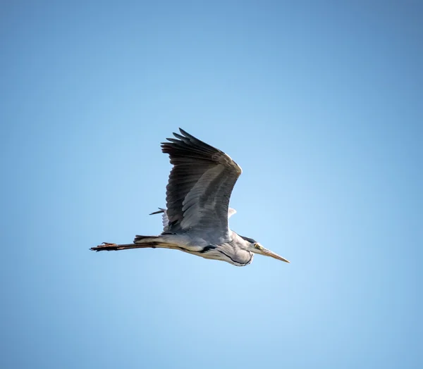 Grey heron gliding — Stock Photo, Image