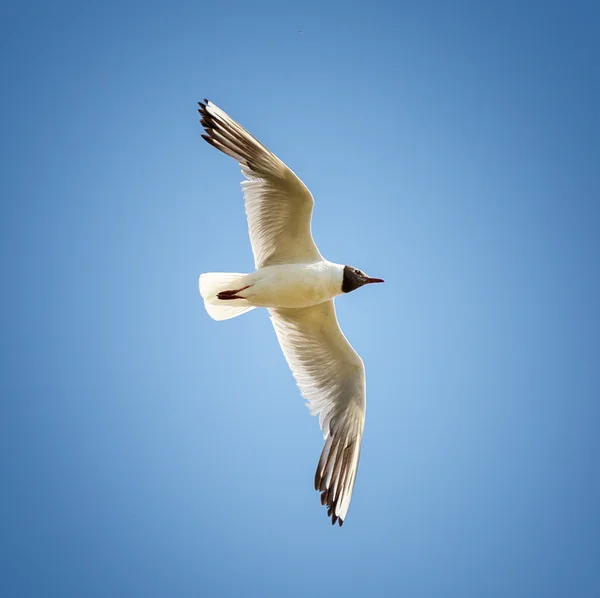 Gaivota de cabeça preta em voo — Fotografia de Stock