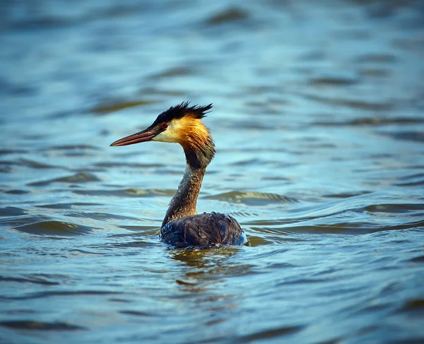 Crested grebe on lake — Stock Photo, Image