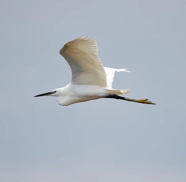 Grande egret em voo — Fotografia de Stock