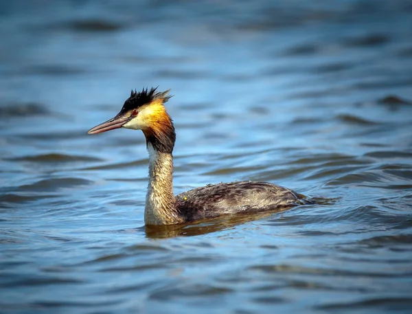 Grebe crestato sul lago — Foto Stock