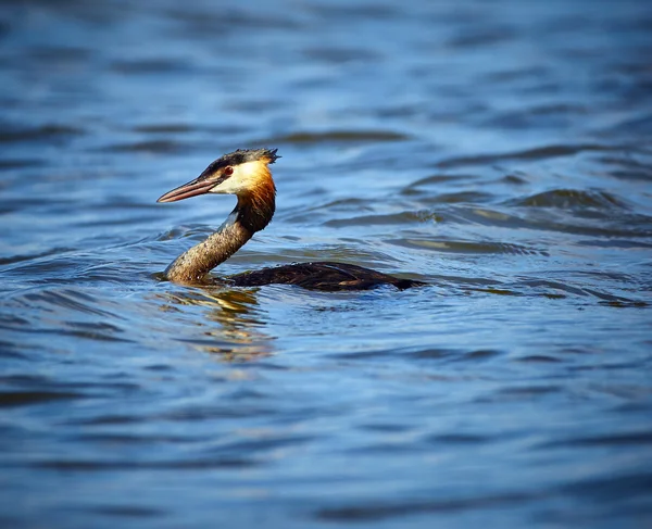 Crested grebe on lake — Stock Photo, Image