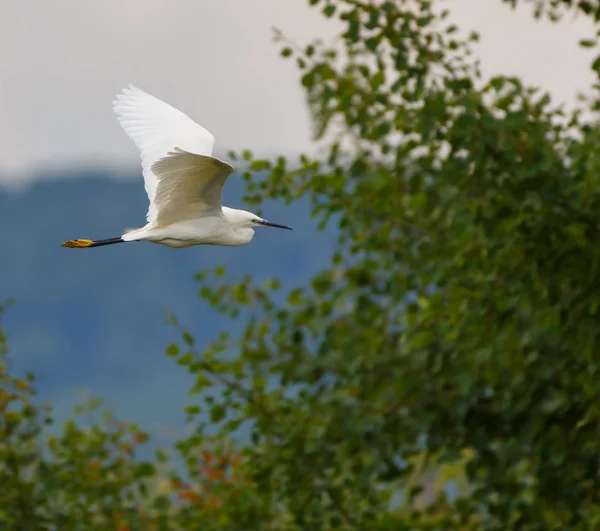 Grande egret em voo — Fotografia de Stock