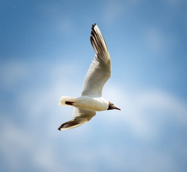 Gaviota de cabeza negra en vuelo — Foto de Stock