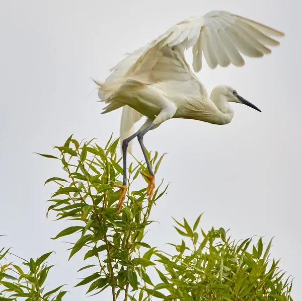 Egret empoleirado em um ramo — Fotografia de Stock