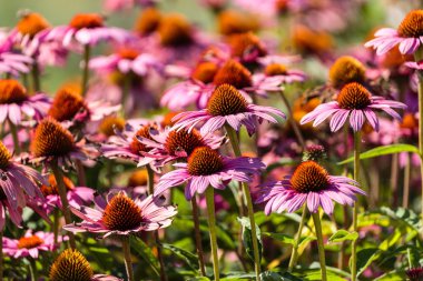 gerbera çiçekleri Bahçe