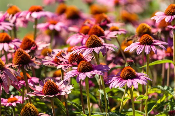 Gerbera fiori in un giardino — Foto Stock