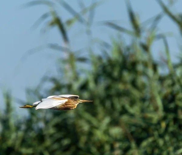 Garça amarela em voo — Fotografia de Stock