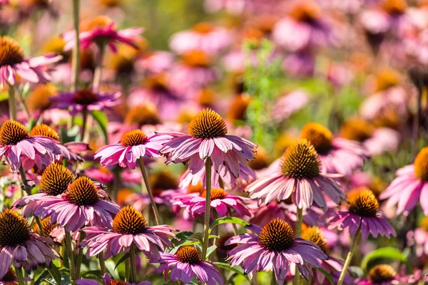 Gerbera fleurs dans un jardin — Photo