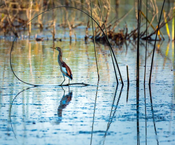 Red heron perched on reed — Stock Photo, Image