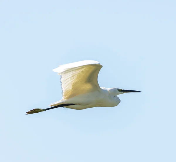 Great egret in flight — Stock Photo, Image