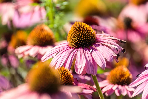 Gerbera fleurs dans un jardin — Photo