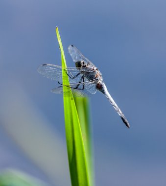 yusufçuk çim bıçak