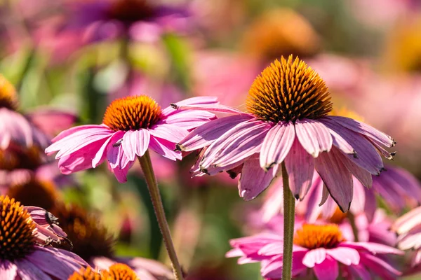 Gerbera fleurs dans un jardin — Photo