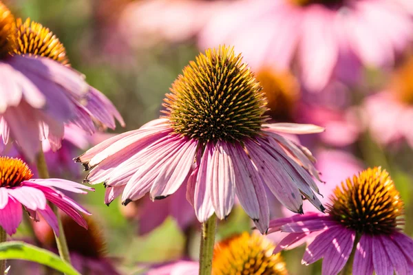 Gerbera flowers in a garden — Stock Photo, Image