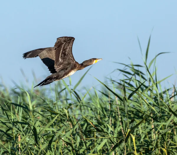 Velký kormorán v letu — Stock fotografie