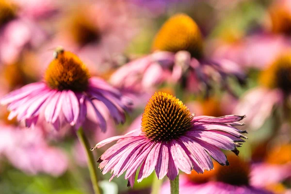 Gerbera fleurs dans un jardin — Photo