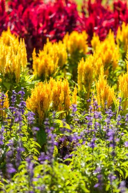 Bahçedeki sarı çiçekler