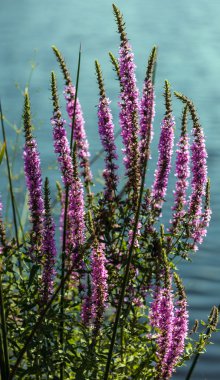 Bahçedeki mor çiçekler