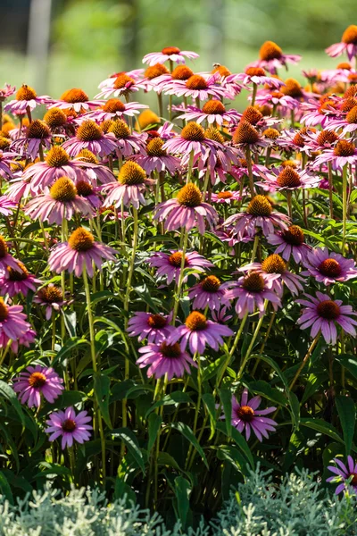 Gerbera kwiaty w ogrodzie — Zdjęcie stockowe