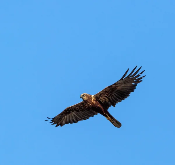 Common buzzard gliding — Stock Photo, Image