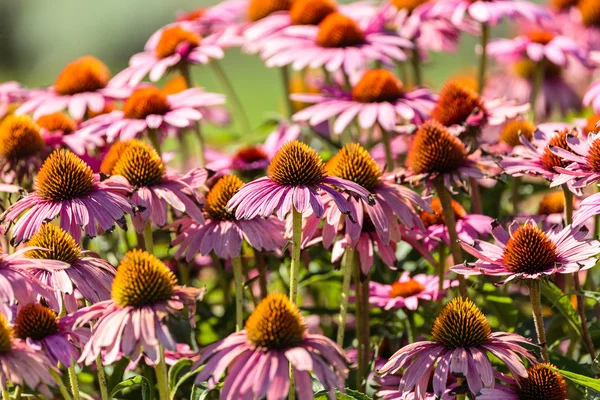 Gerbera fiori in un giardino — Foto Stock