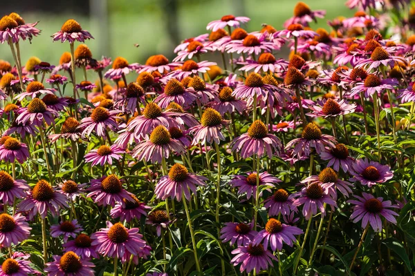 Gerbera flowers in a garden — Stock Photo, Image