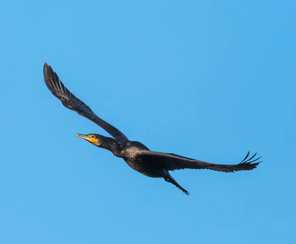 Gran Cormorán en vuelo —  Fotos de Stock