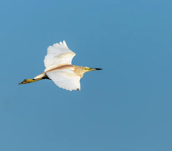 Garça amarela em voo — Fotografia de Stock