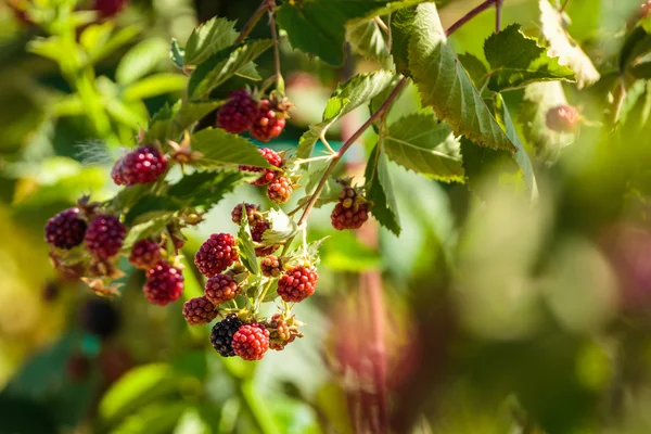 Ripe and unripe blackberries — Stock Photo, Image