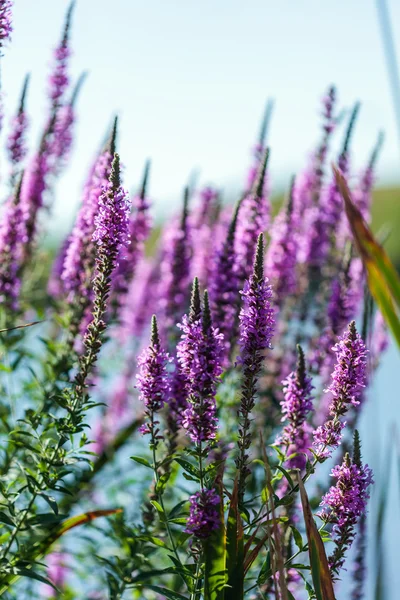 Paarse bloemen in een tuin — Stockfoto