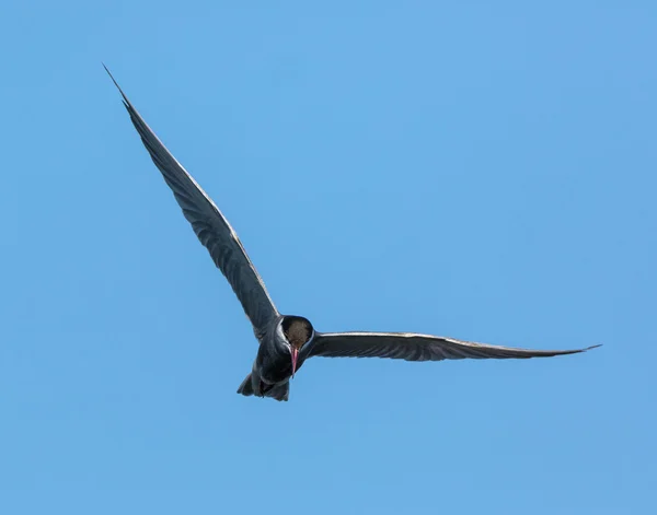 Common tern in flight — Stock Photo, Image