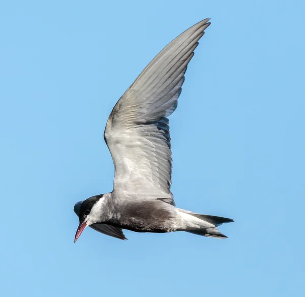 날으는 제비갈매기 — 스톡 사진