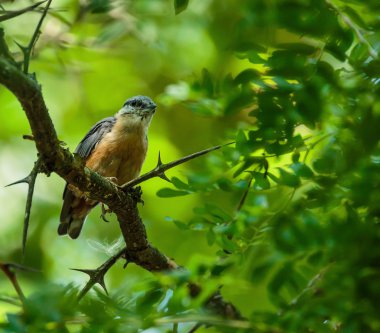 Bir ağaçta ortak ispinoz