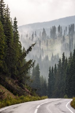 çam ağaçlarıyla kaplı dağları 