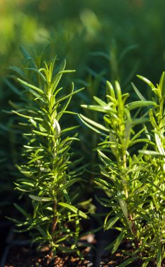 biberiye bitki bahçe içinde