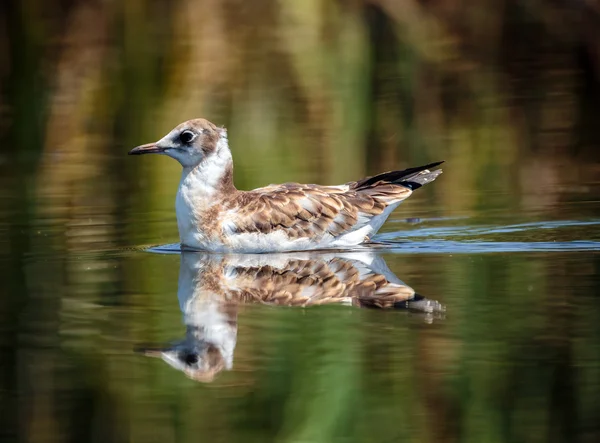 Mouette juvénile à la recherche de nourriture — Photo