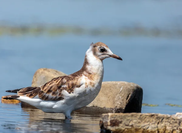 Gaivota juvenil à procura de comida — Fotografia de Stock