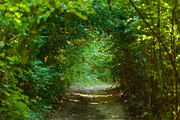 Beco através do túnel dos arbustos — Fotografia de Stock