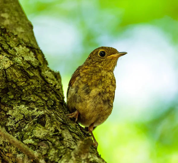 Juvenil blackbird på Barken — Stockfoto