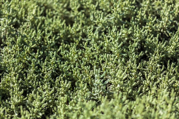 녹색 관 상용 식물 — 스톡 사진