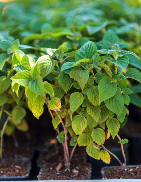 Salvia växter i en trädgård — Stockfoto