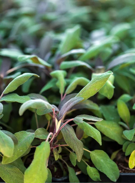 Salvia växter i en trädgård — Stockfoto