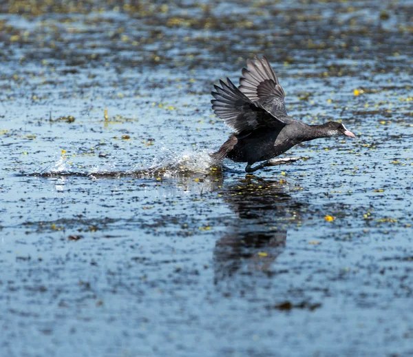 Eurasian coot taking off — Stock Image Eurasian coot taking off Stock Image