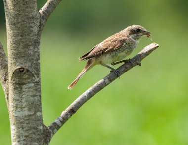 kırmızı sırt örümcek kuşu