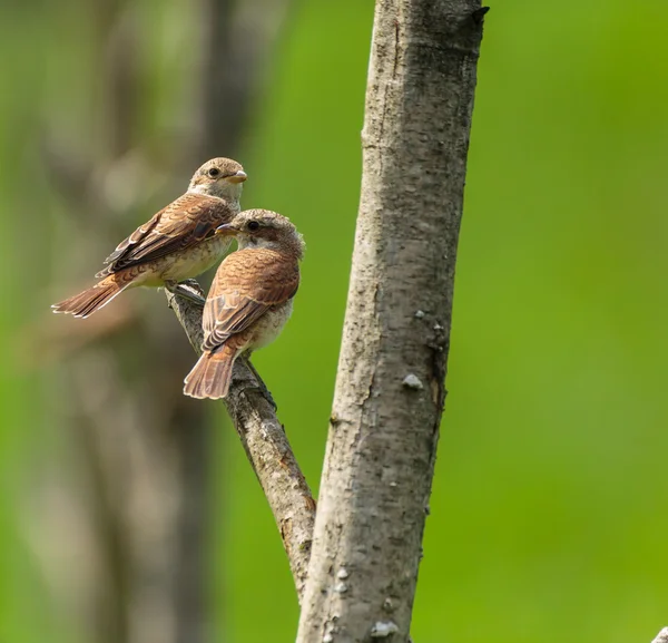 Röd backas törnskata — Stockfoto