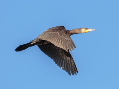 Uçan Büyük Karabatak