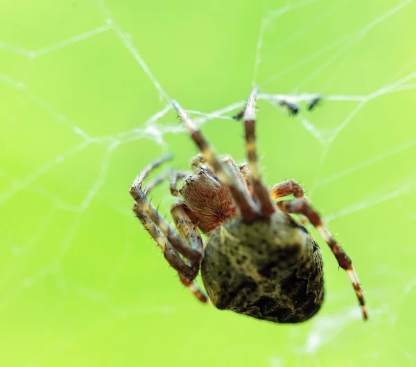 Orb weaver örümcek taç — Stok fotoğraf