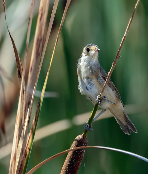 Savi's warbler in the reeds — Stock Photo, Image